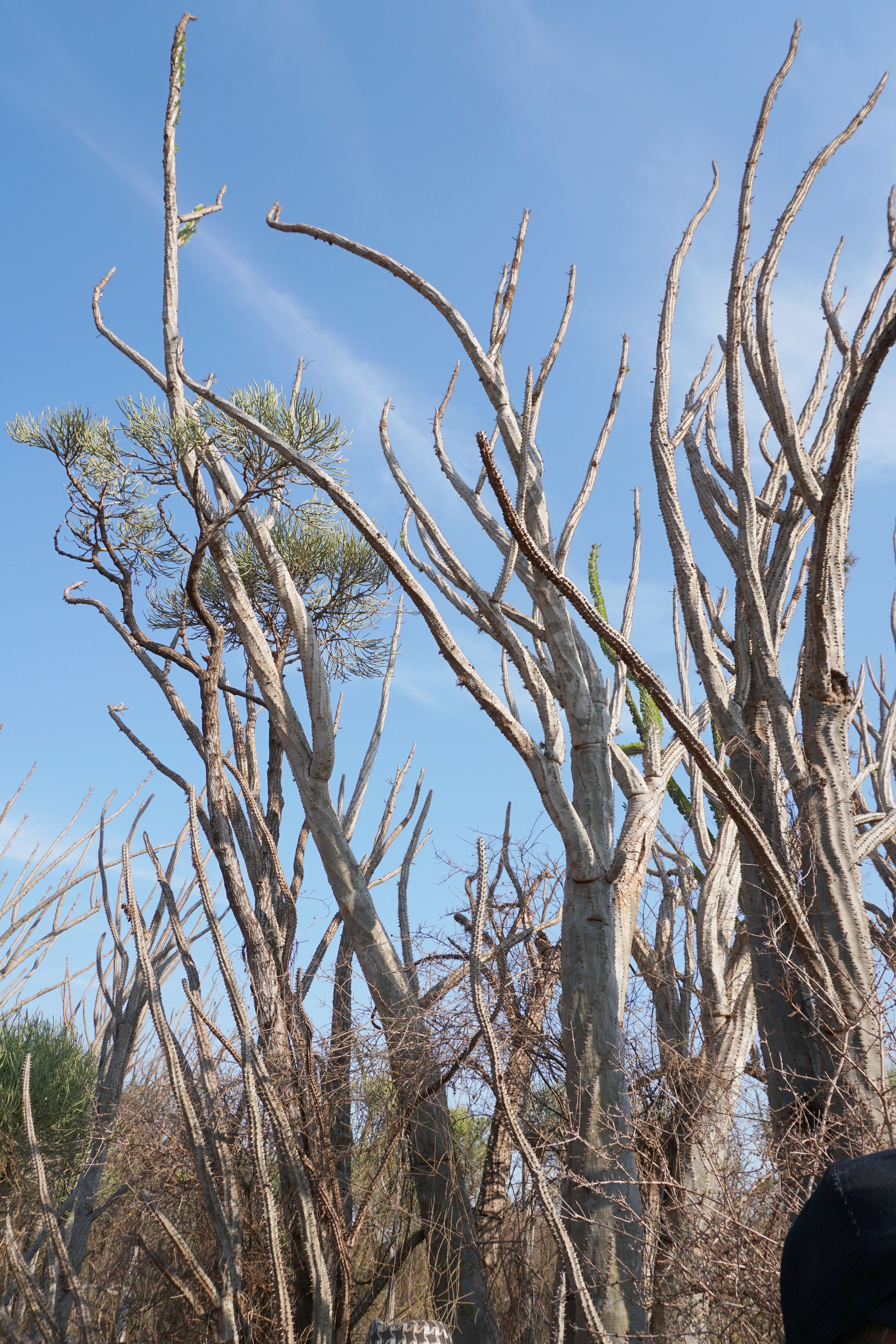 DSC01487- spiny forest 1.jpg