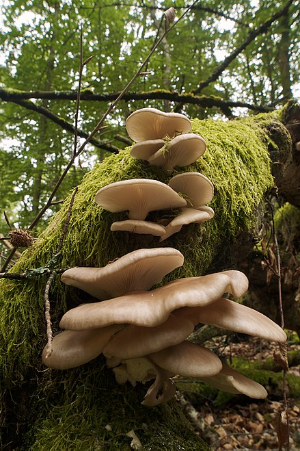 440px-Pleurotus_pulmonarius_LC0228.jpg