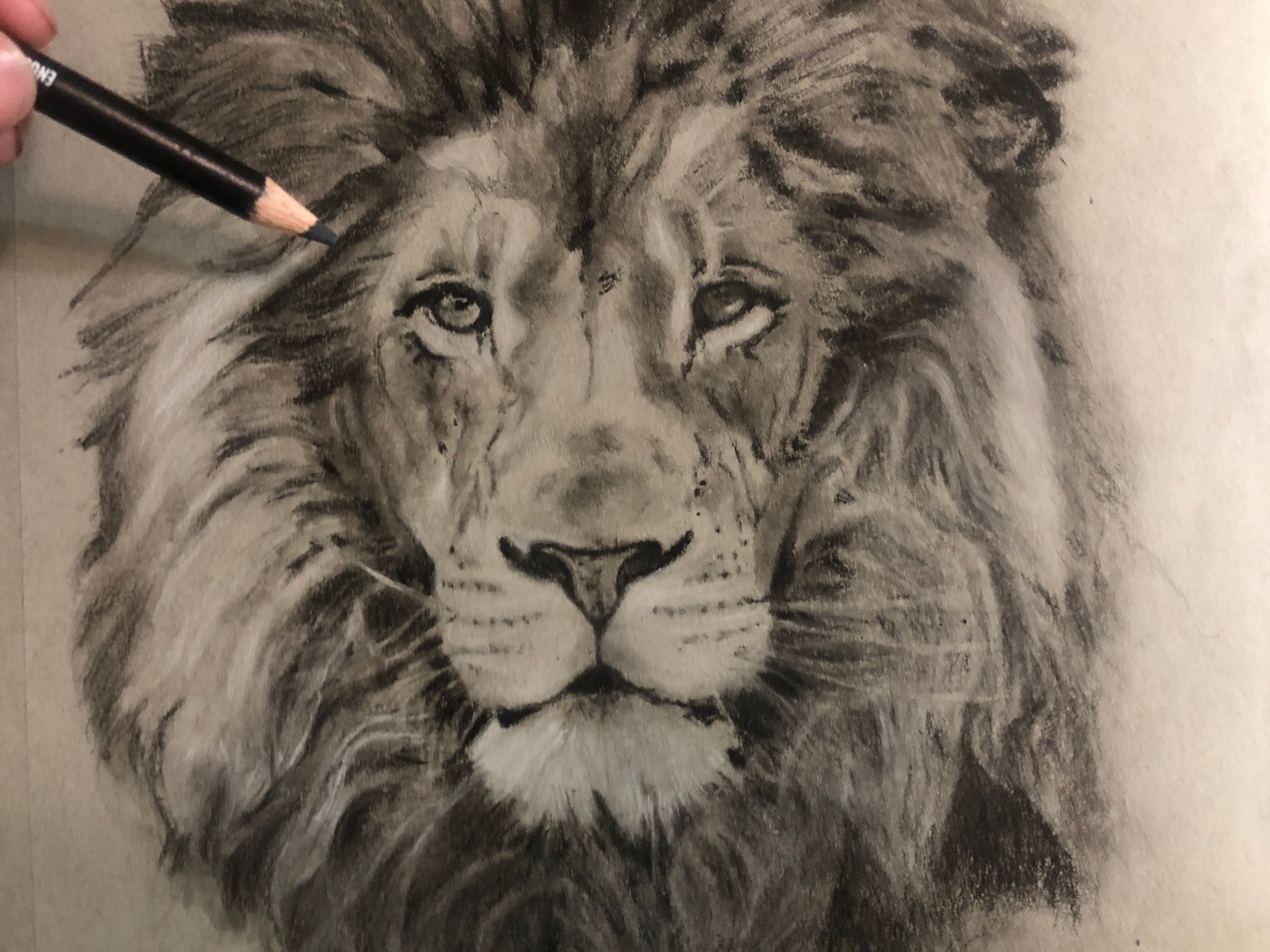 realistic lion drawing step by step