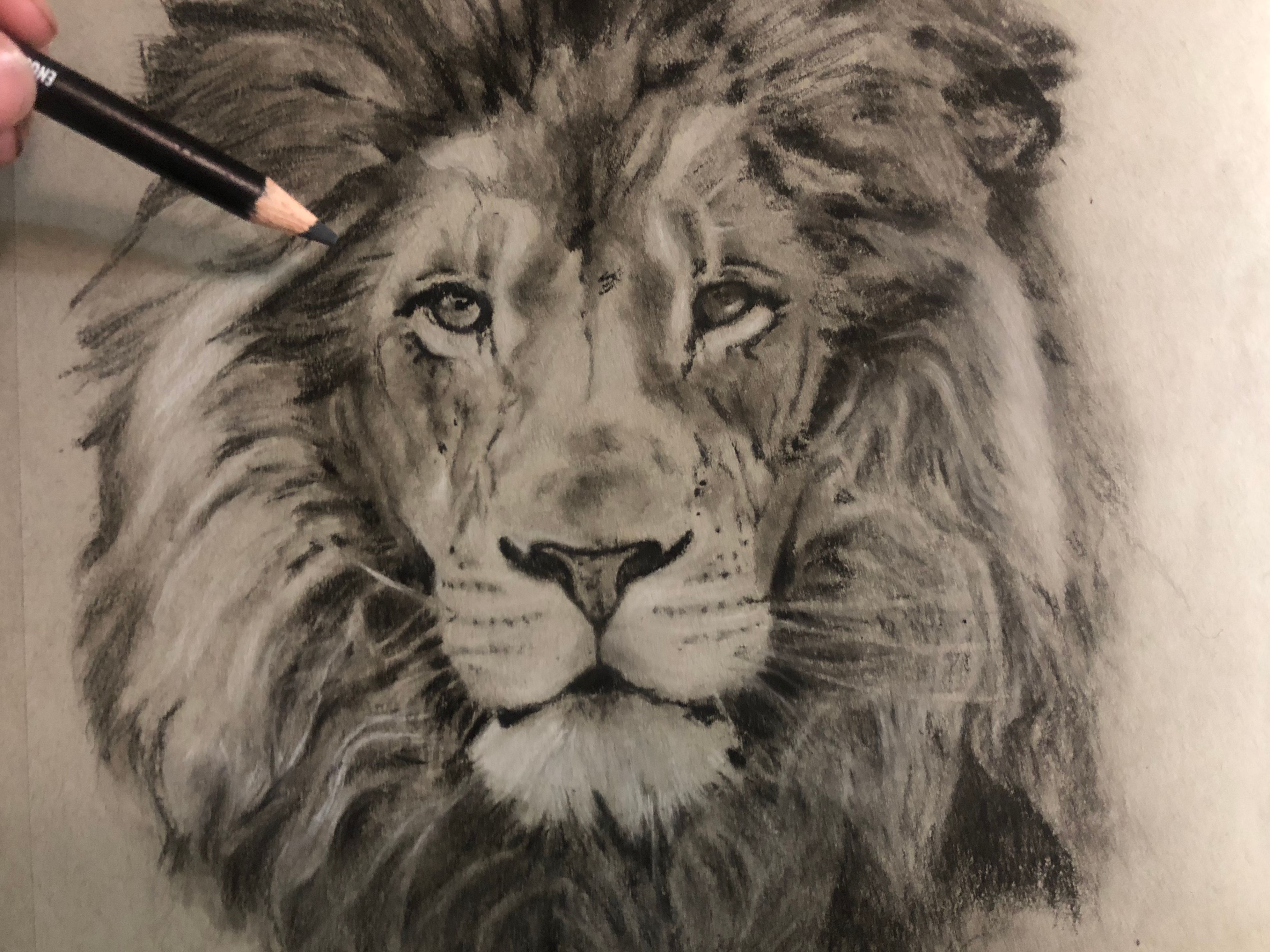 Original White Charcoal Lion Drawing+Progress Photos — Steemit