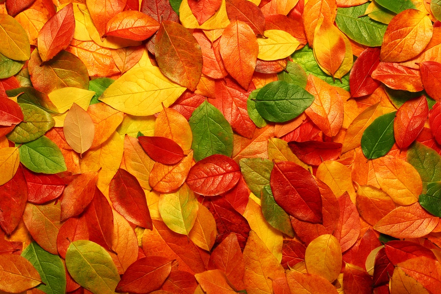 Autumn-Leaves.jpg