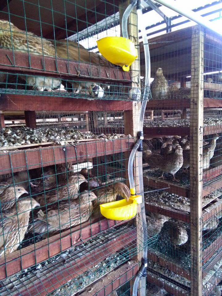 Complete Quail Cultivation From Early To Harvest Time Steemit