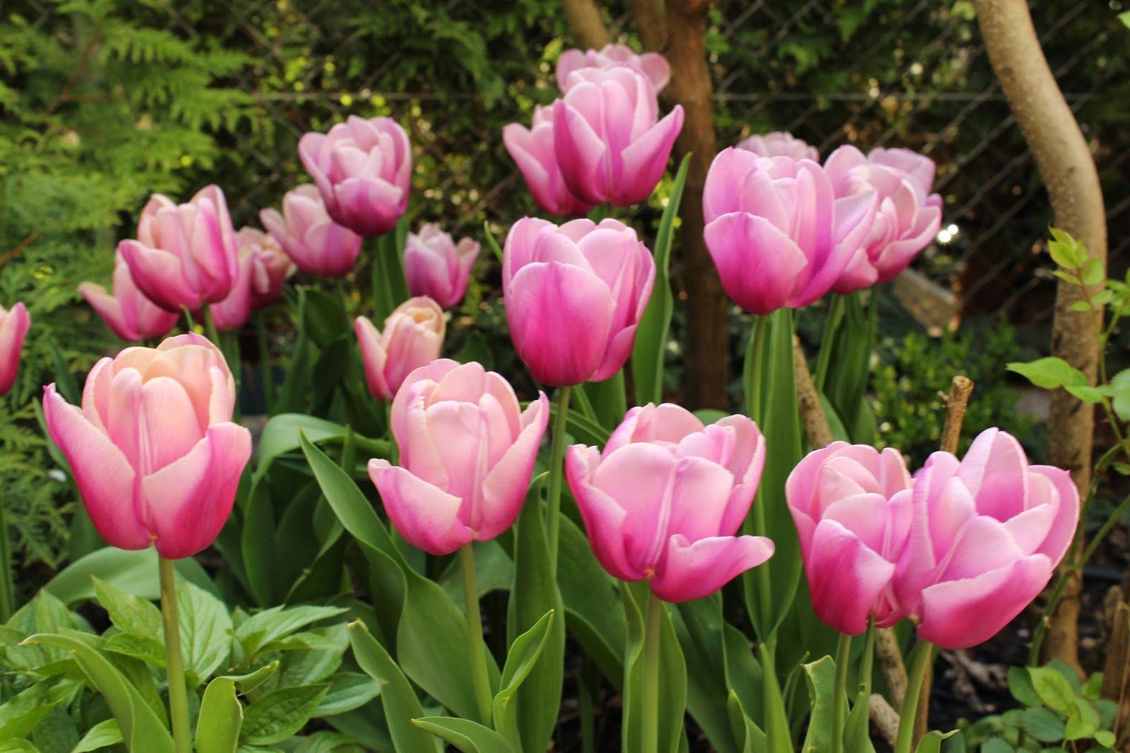 pink tulips 2015.jpg