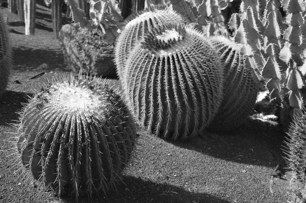 114764045056 - land of the giant cacti pt2_2.jpg
