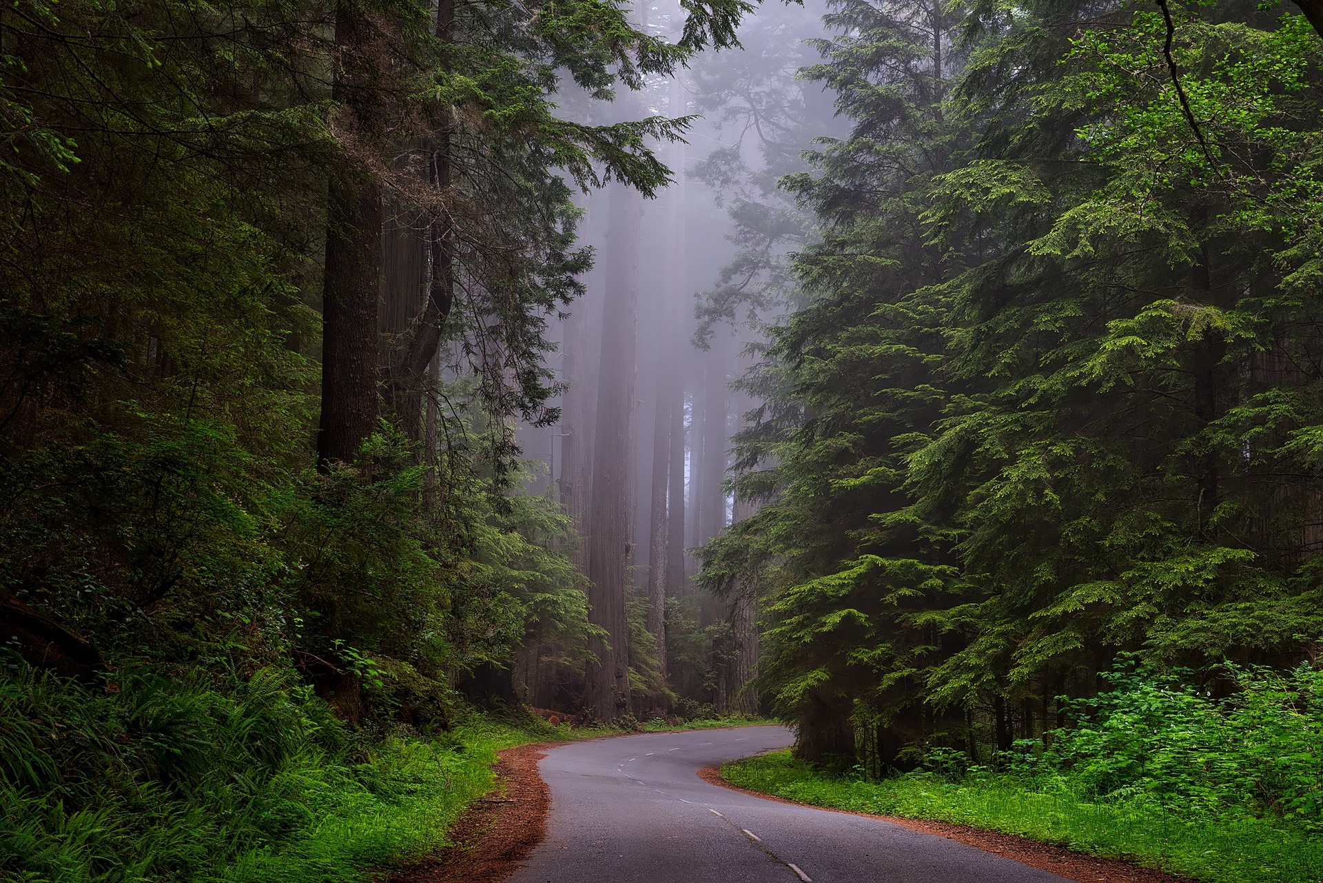 redwood-national-park-1587301_1920.jpg