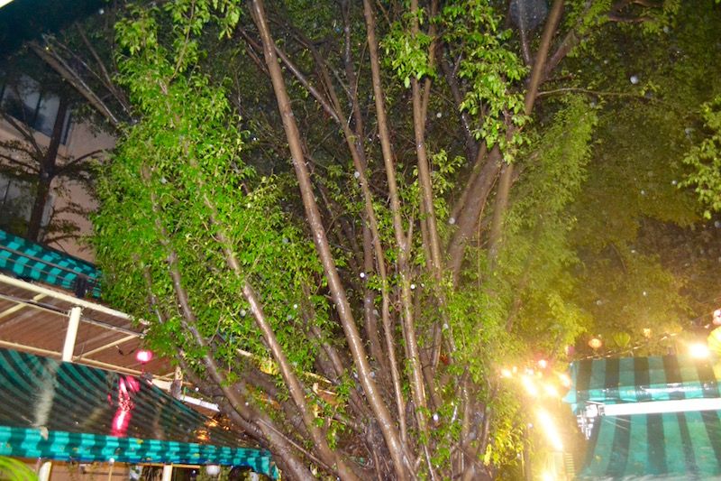 2 The trees are a major part of the ambience.jpg