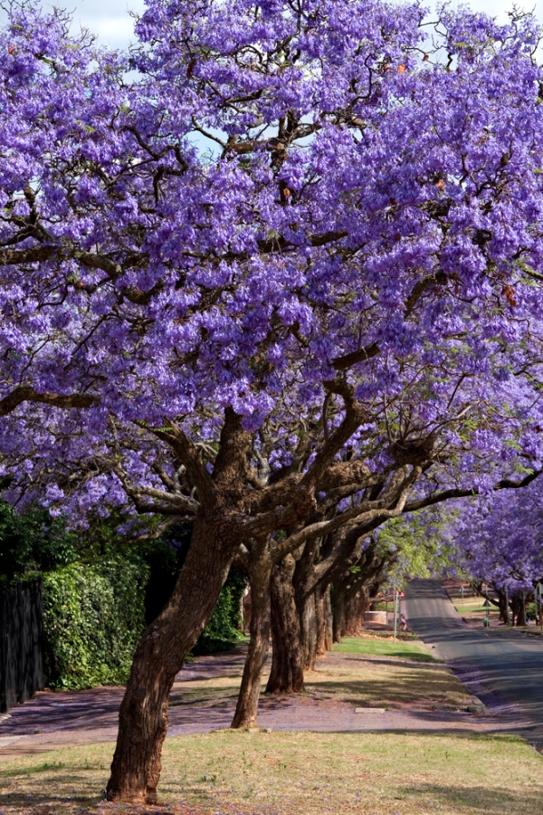 violet tree jacaranda