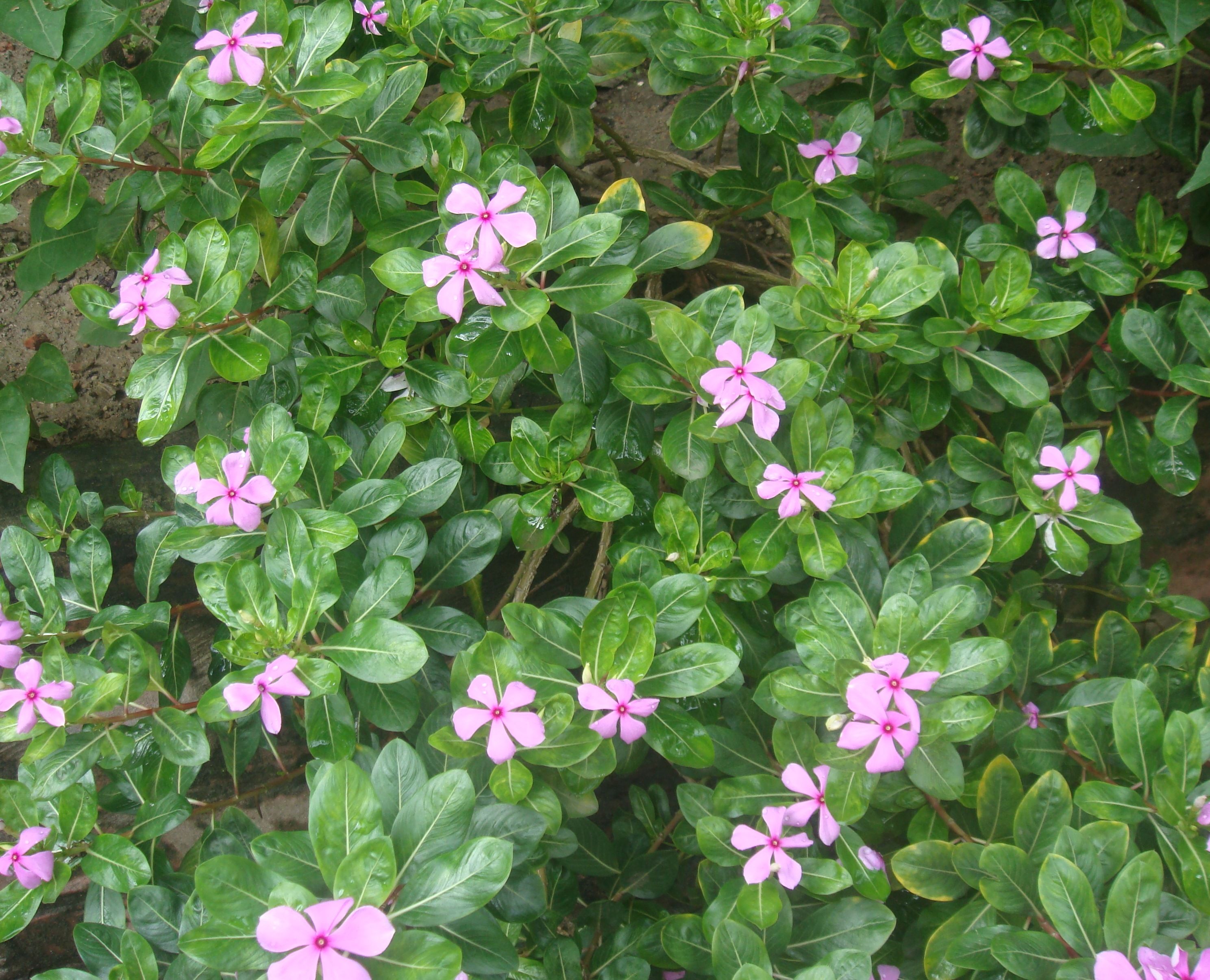 Cape periwinkle.JPG