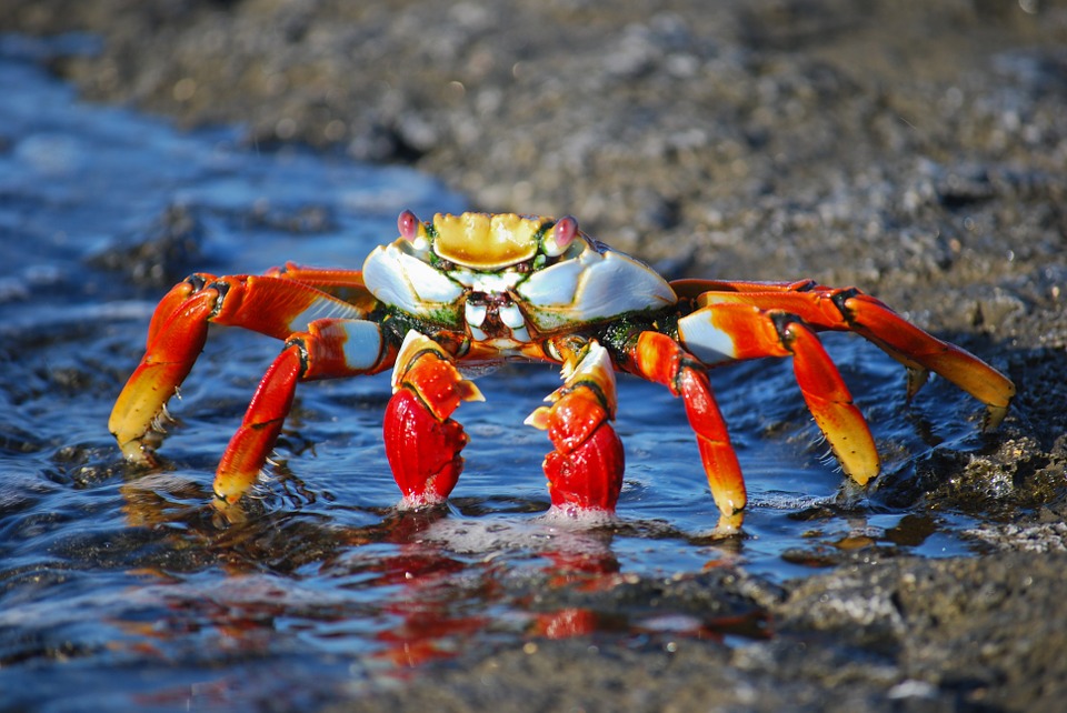 crab-437346_960_720.jpg