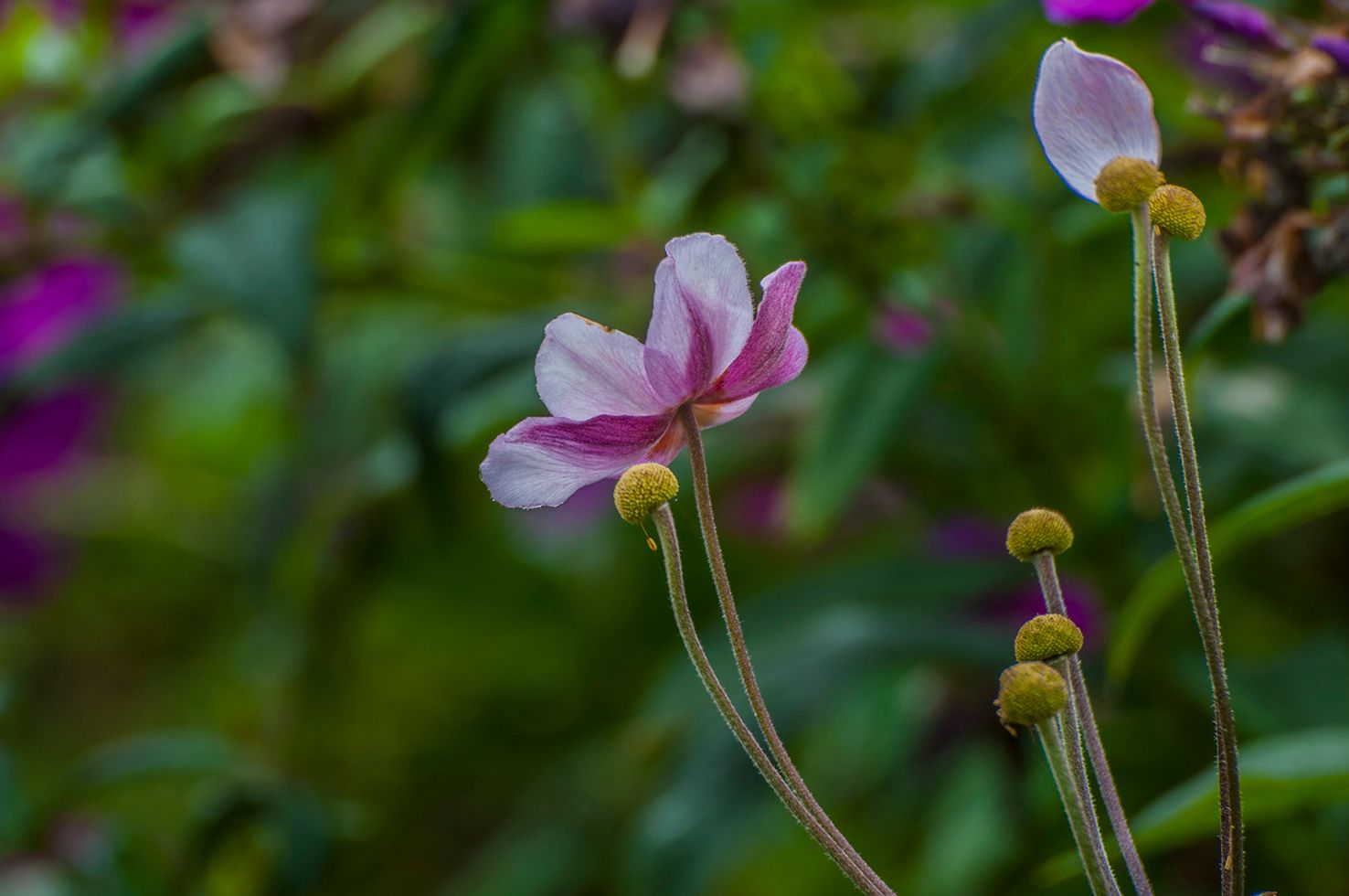 DSC_4197.jpg