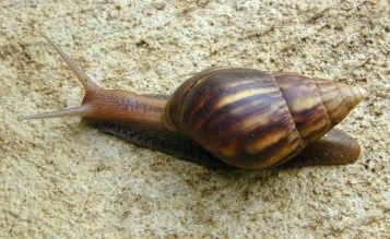 Achatina-fulica.jpg