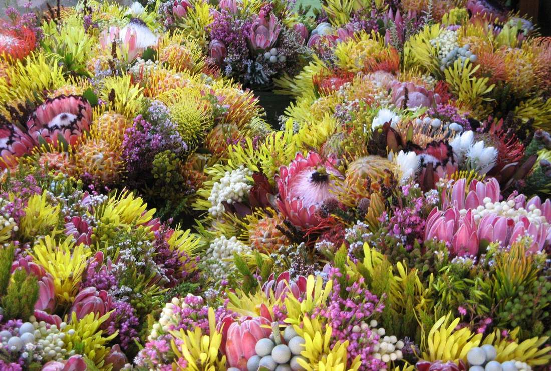 protea-flowers-fynbos-hermanus_orig.jpg