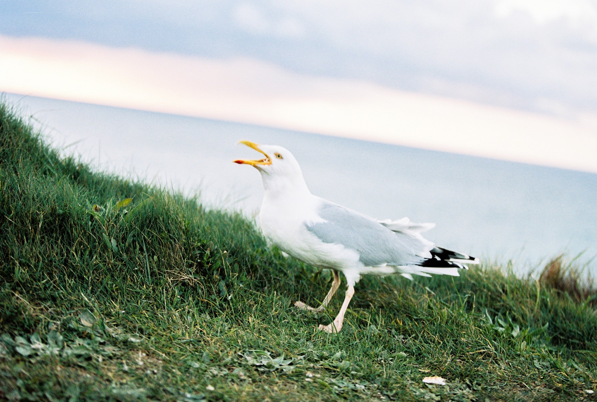 Nastia Vesna Workshop-456 Seagulls-1.jpg