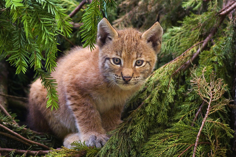 800px-Lynx_kitten.jpg