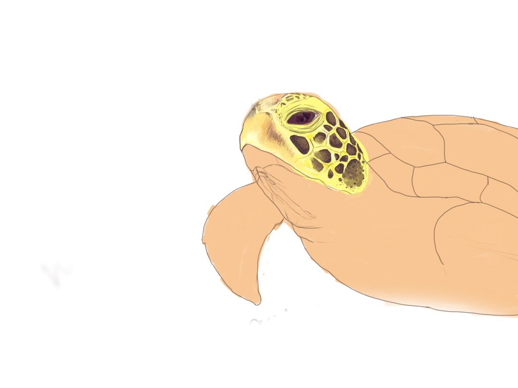 чеерепаха1.jpg