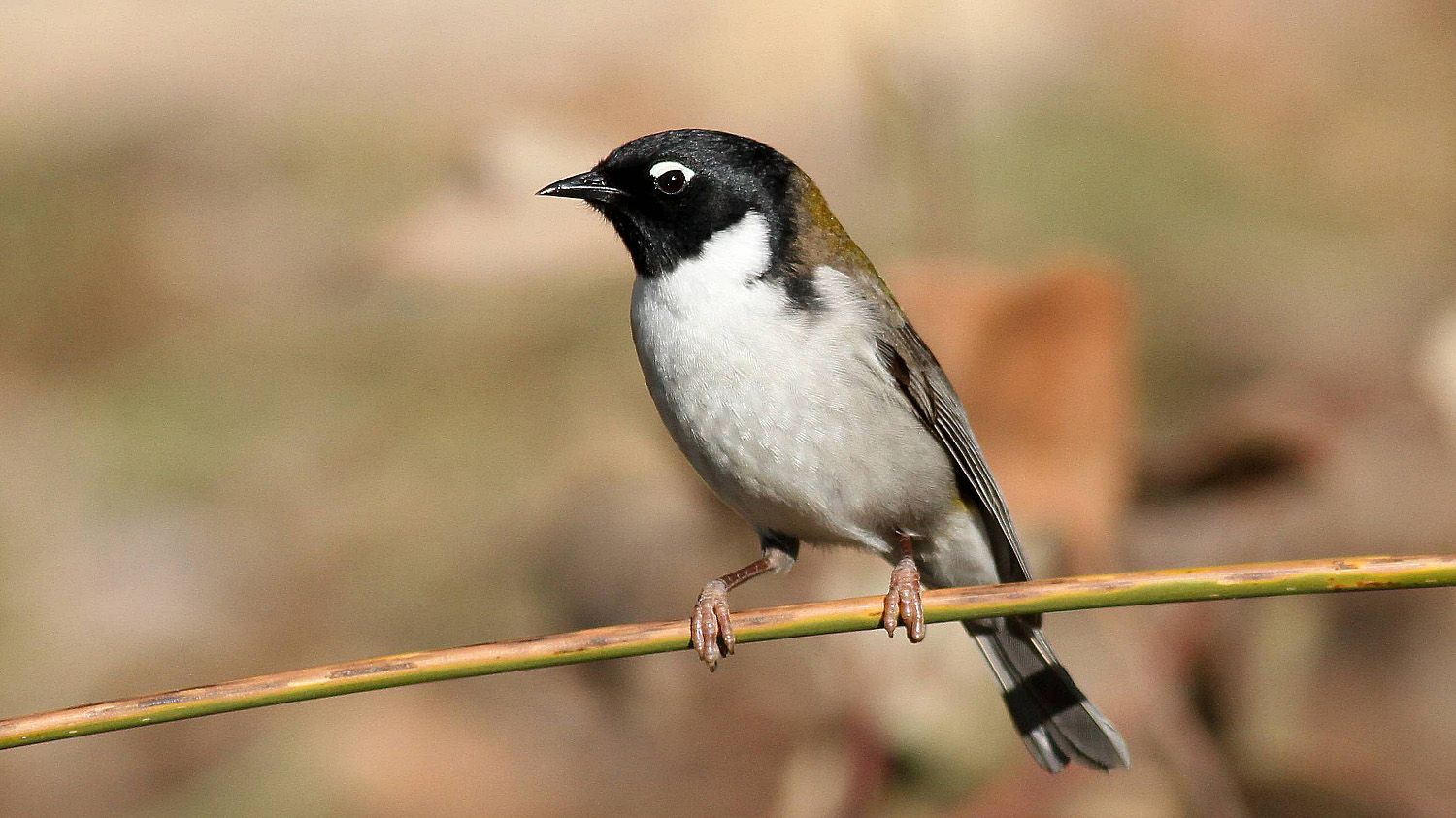 Honeyeater_Black-headed-BY.jpg