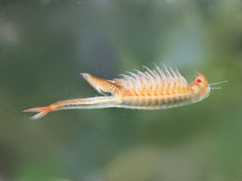 san diego fairy shrimp 1.jpg