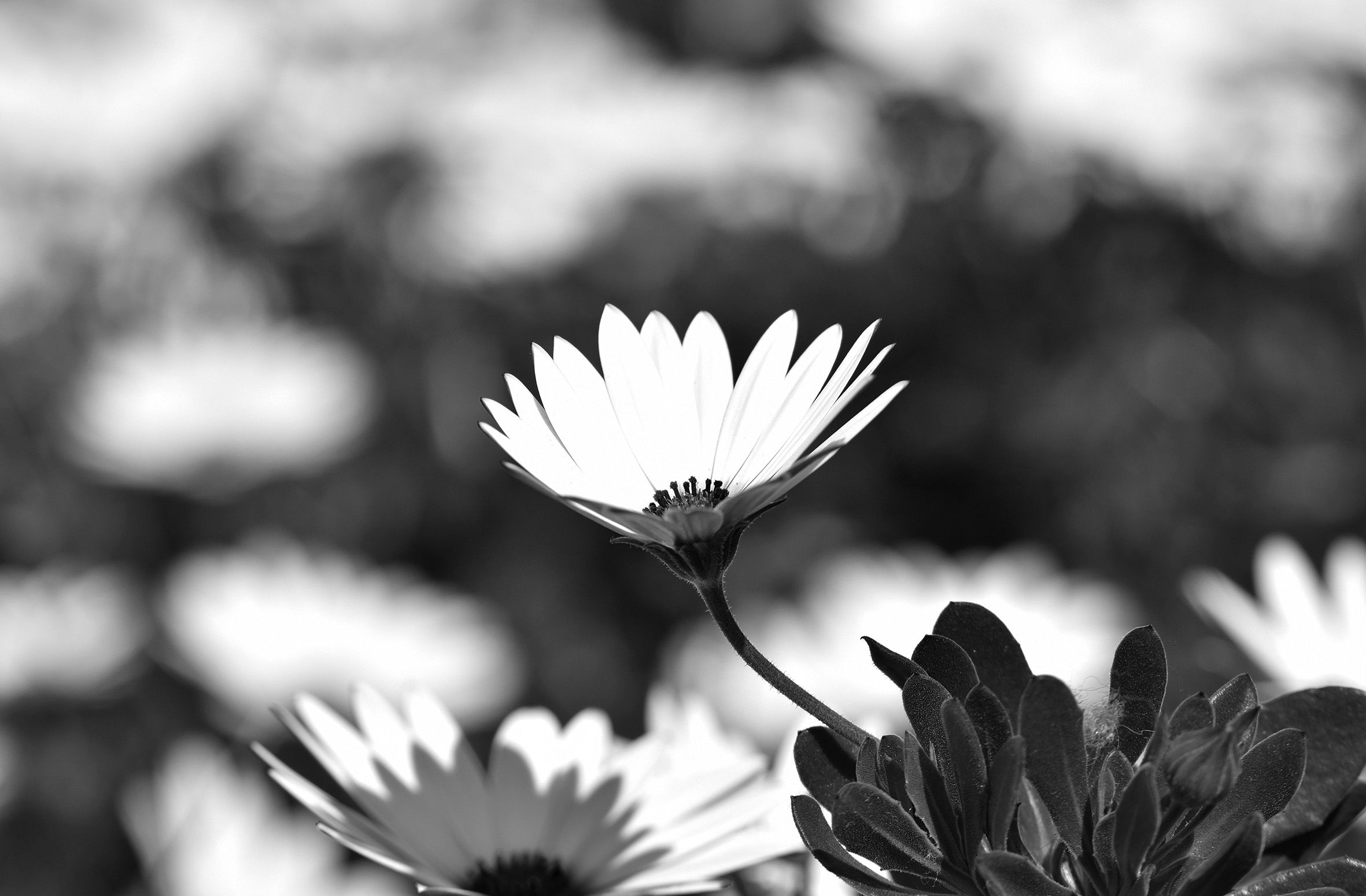 Cape Daisy bw.jpg