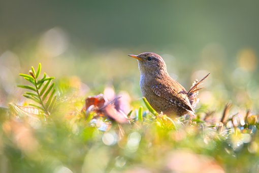 wren-2292419__340.jpg