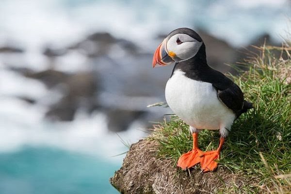 Puffin-bird-600x400.jpg