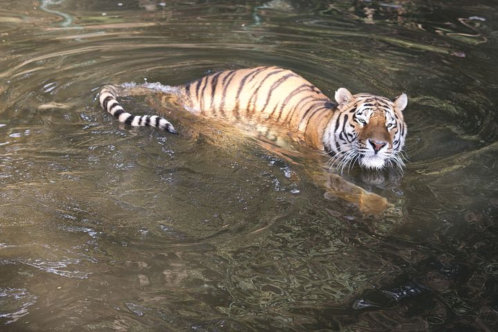 tiger-2549631__480.jpg