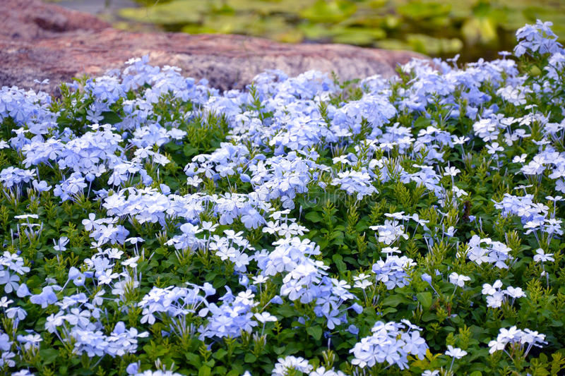 plumbago-auriculata-bright-blue-flowers-chelsea-flower-flowering-shrubs-blue-clover-flower-63528955.jpg