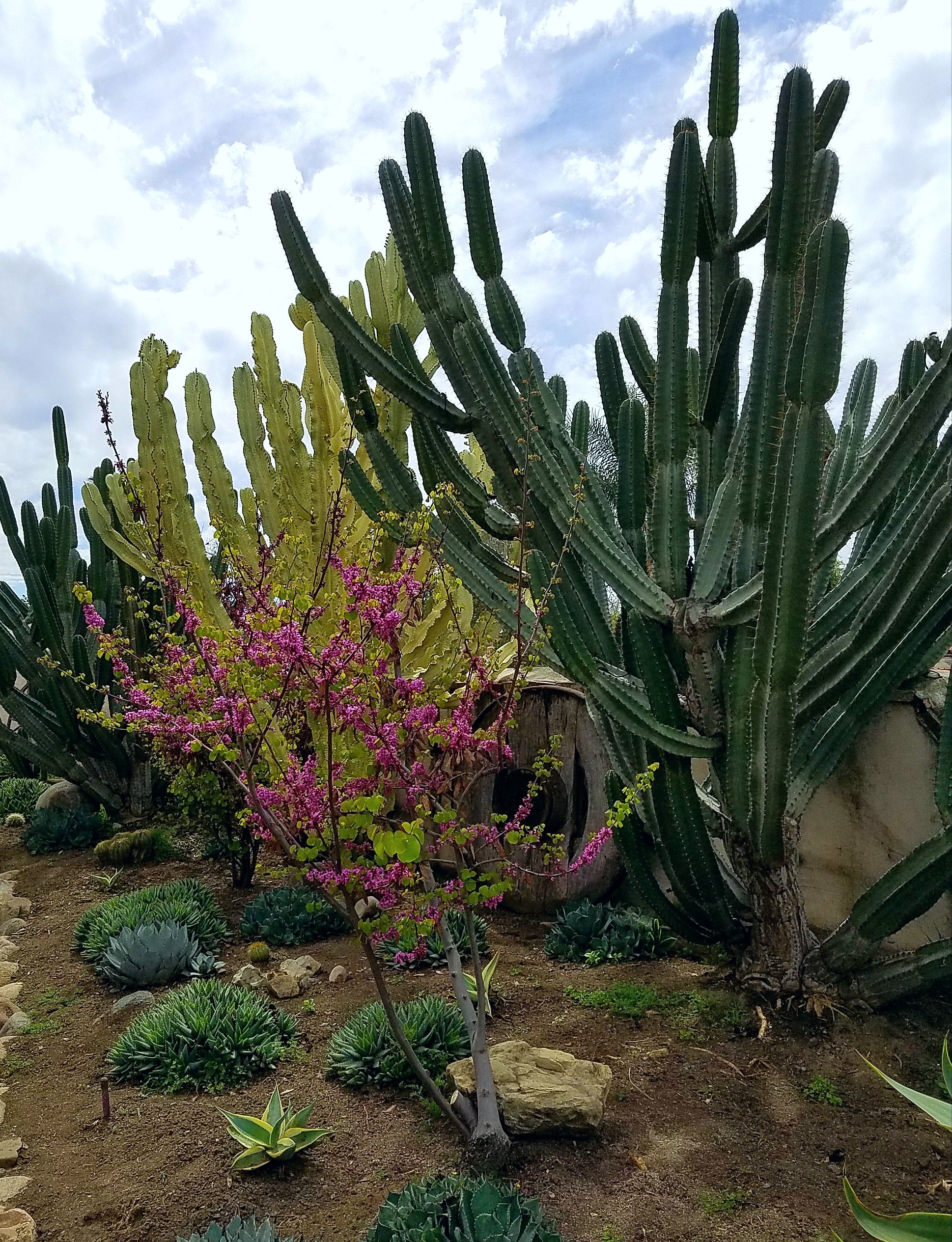 cacti.jpg
