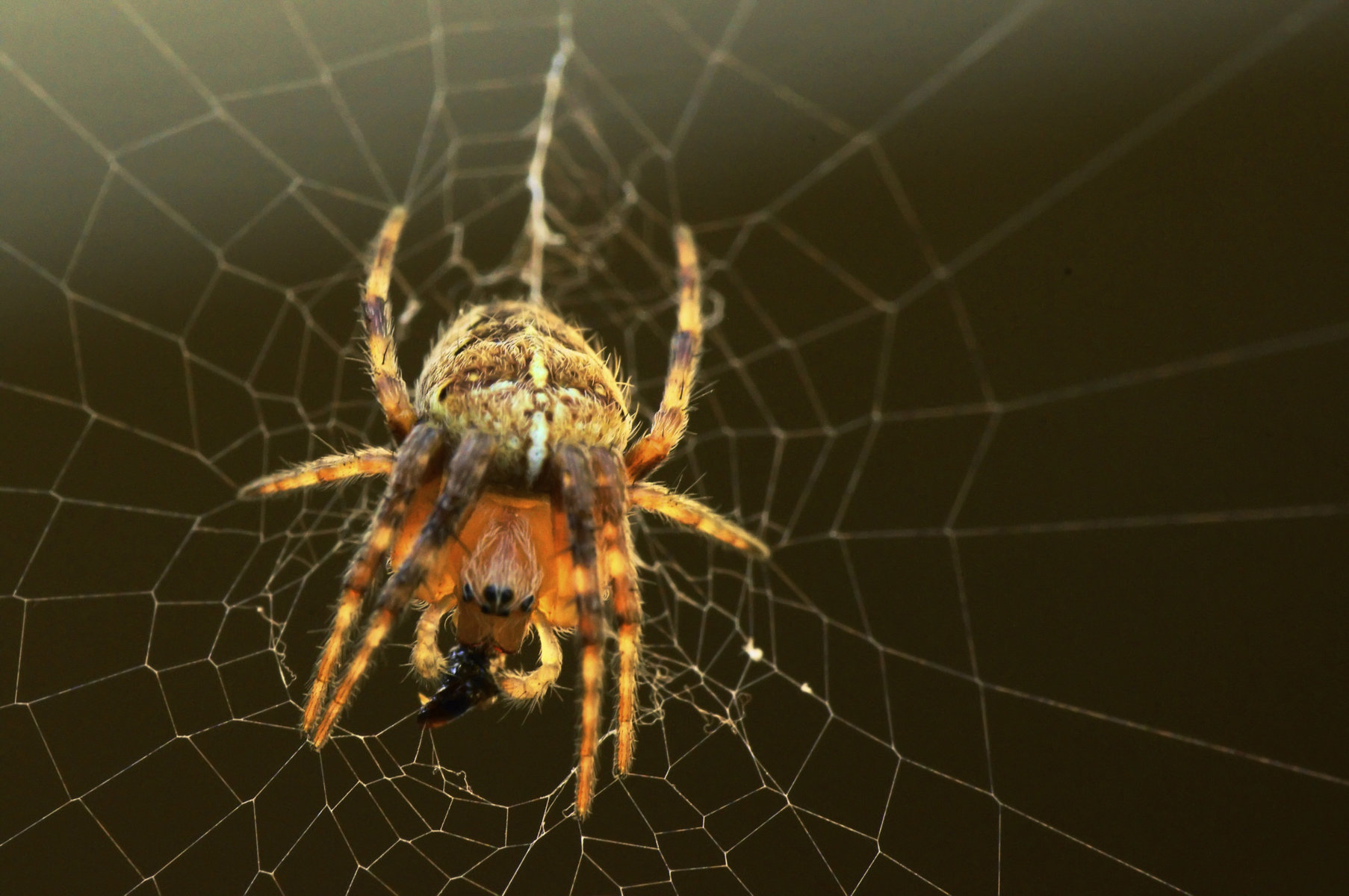 5964756862_f538fe866c_o (FILEminimizer).jpg