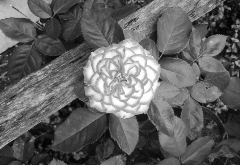 Black & White Photo Contest ~ My Entry for @daveks ~ Thema Rose Flower.jpg