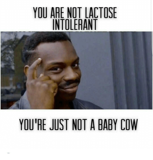 not-lactose-intolerant.png