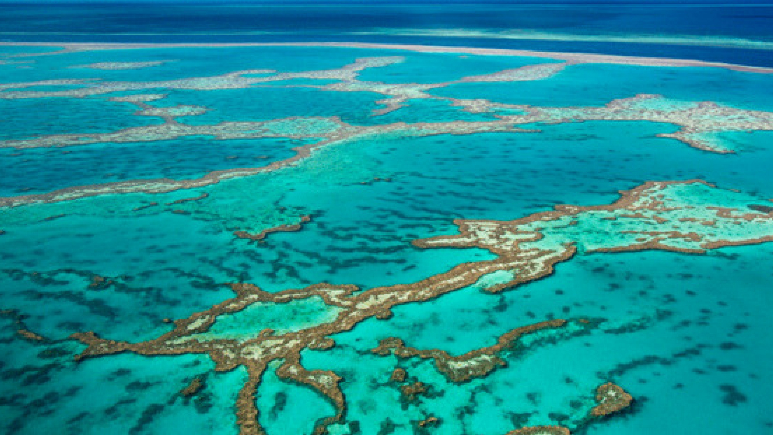 Саргассово море вид из космоса. Самый большой коралловый риф австралии. Большой барьерный риф. Большой коралловый риф в австралии. Большой борьерный лив в австралии.