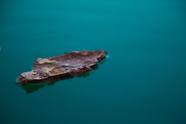 blue-float-water-bark-2.jpg