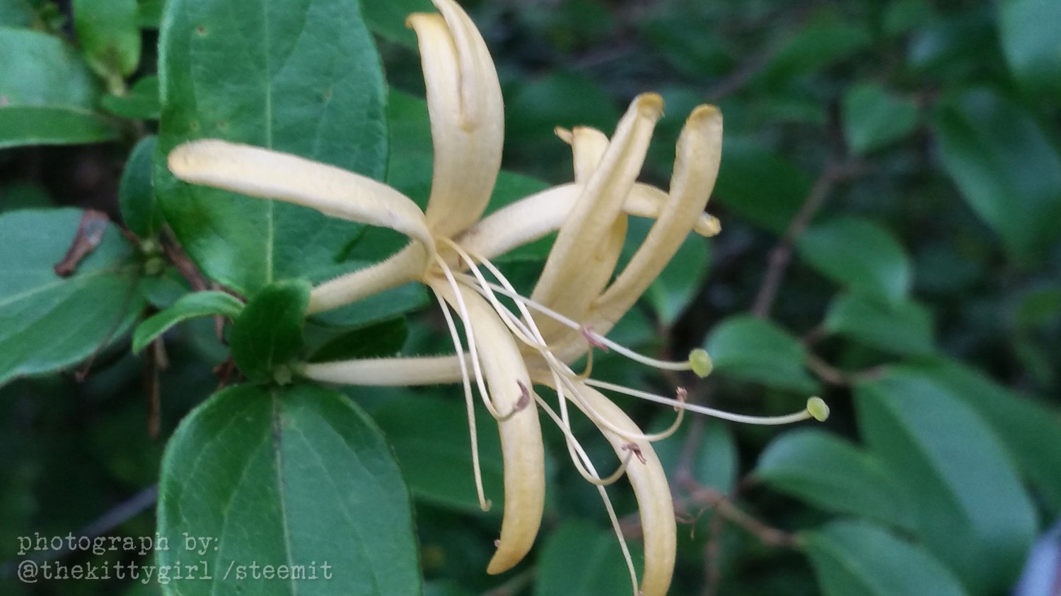 Honeysuckle-5.jpg