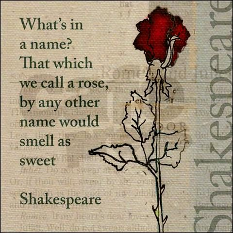 the name of the rose