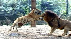 tiger vs lion.png