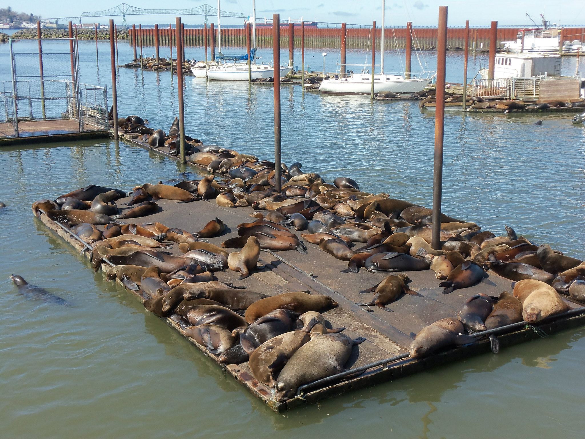 sealions4.jpg