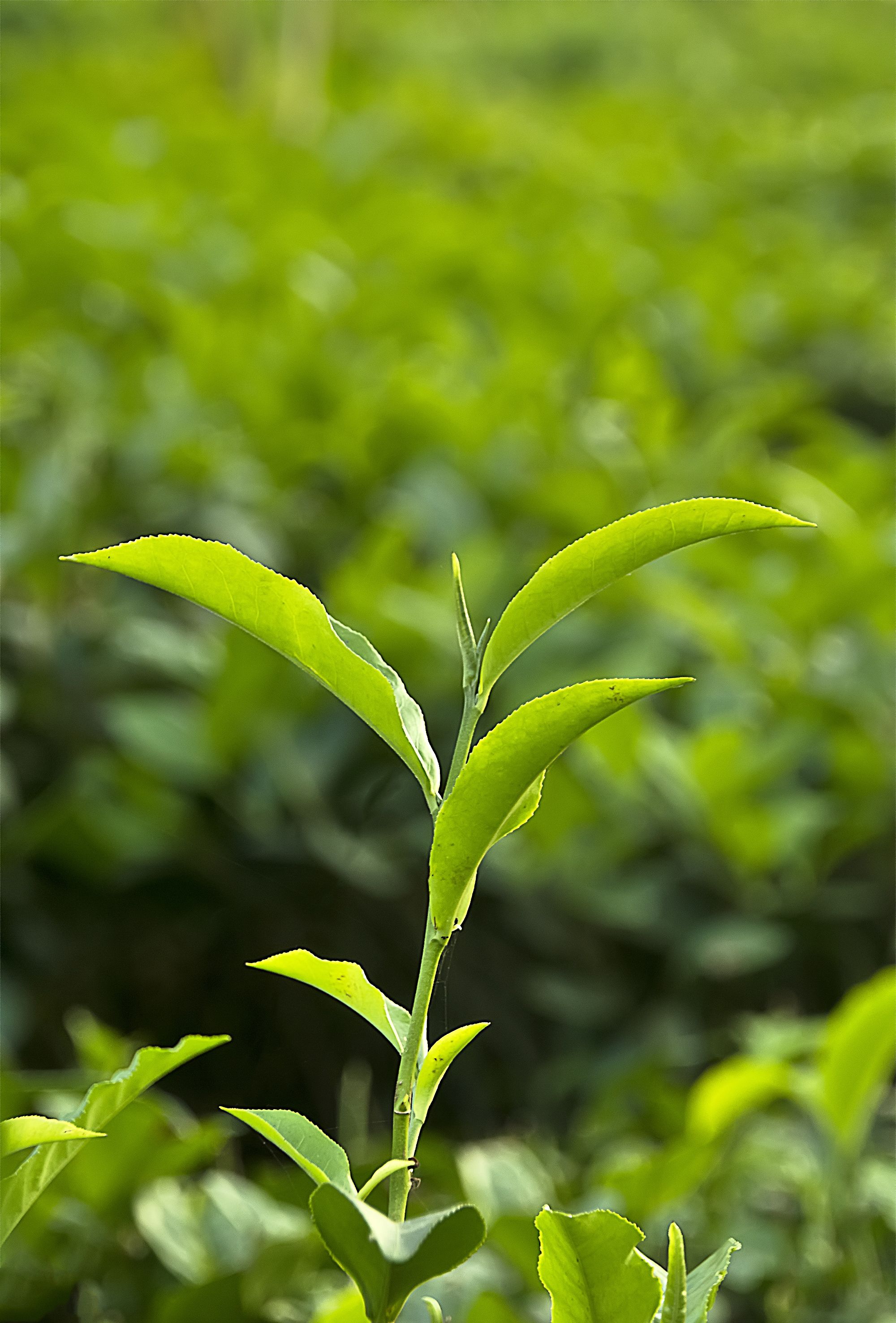 Tea_Plant.jpg