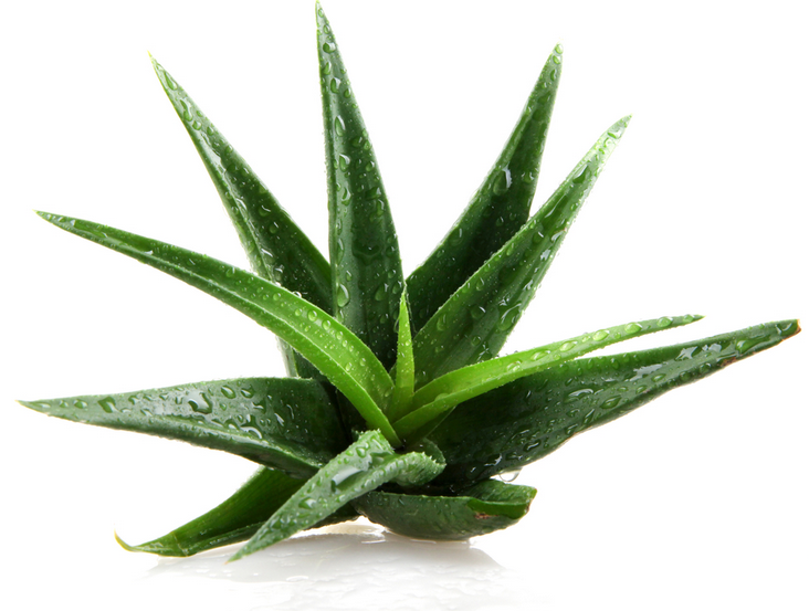 aloe-vera.png