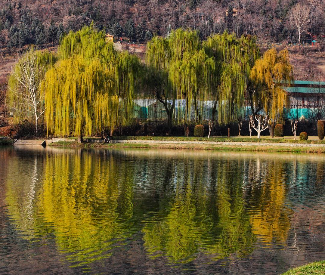 Joyfully weeping!  - kashmir - spring - weepingwillow - reflections - shotsofasia - la.jpg