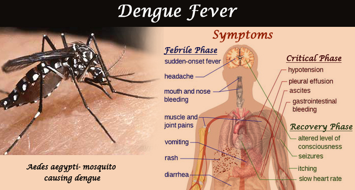 Dengue-Fever-banner.jpg