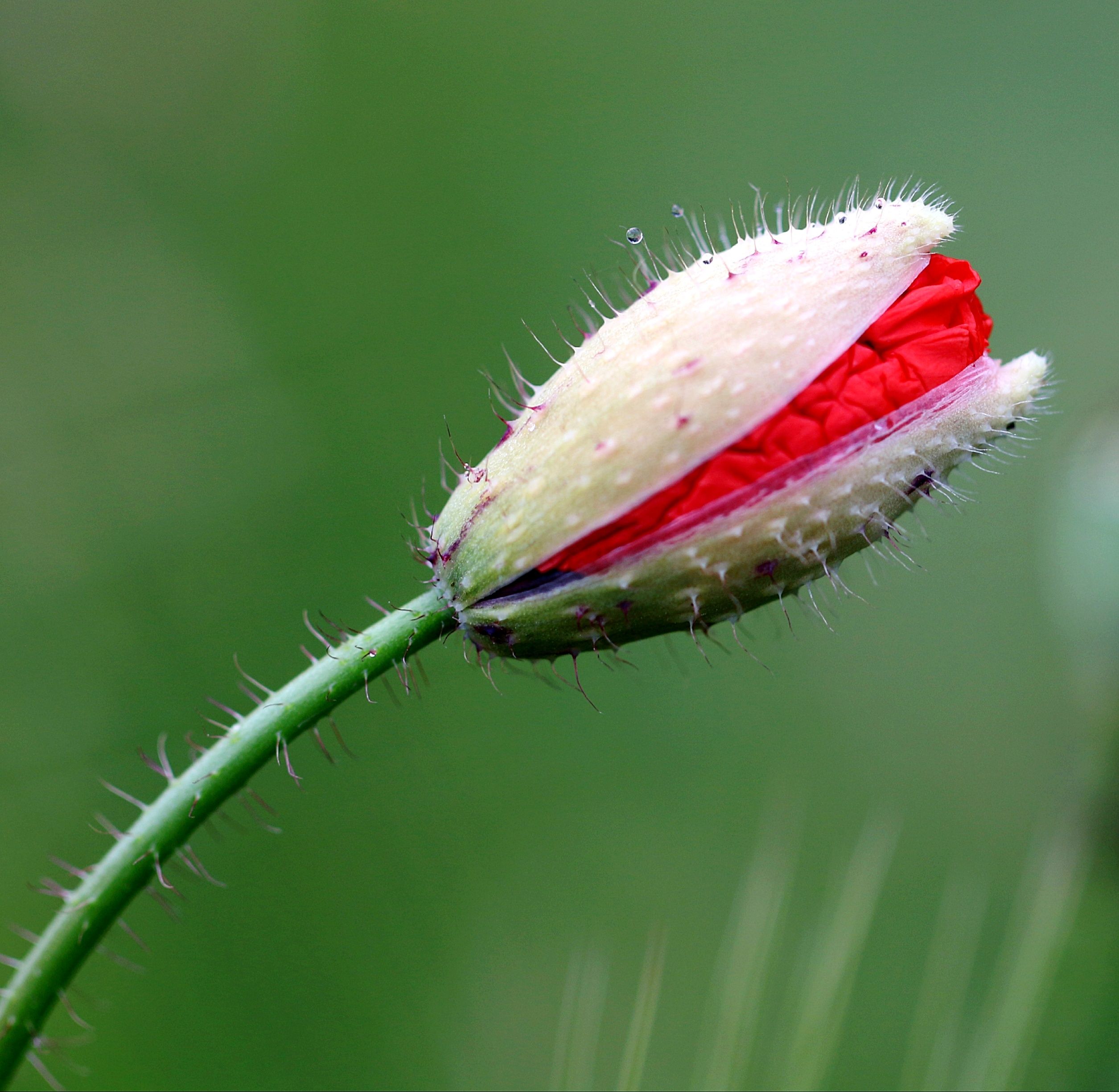 Mohn.jpg