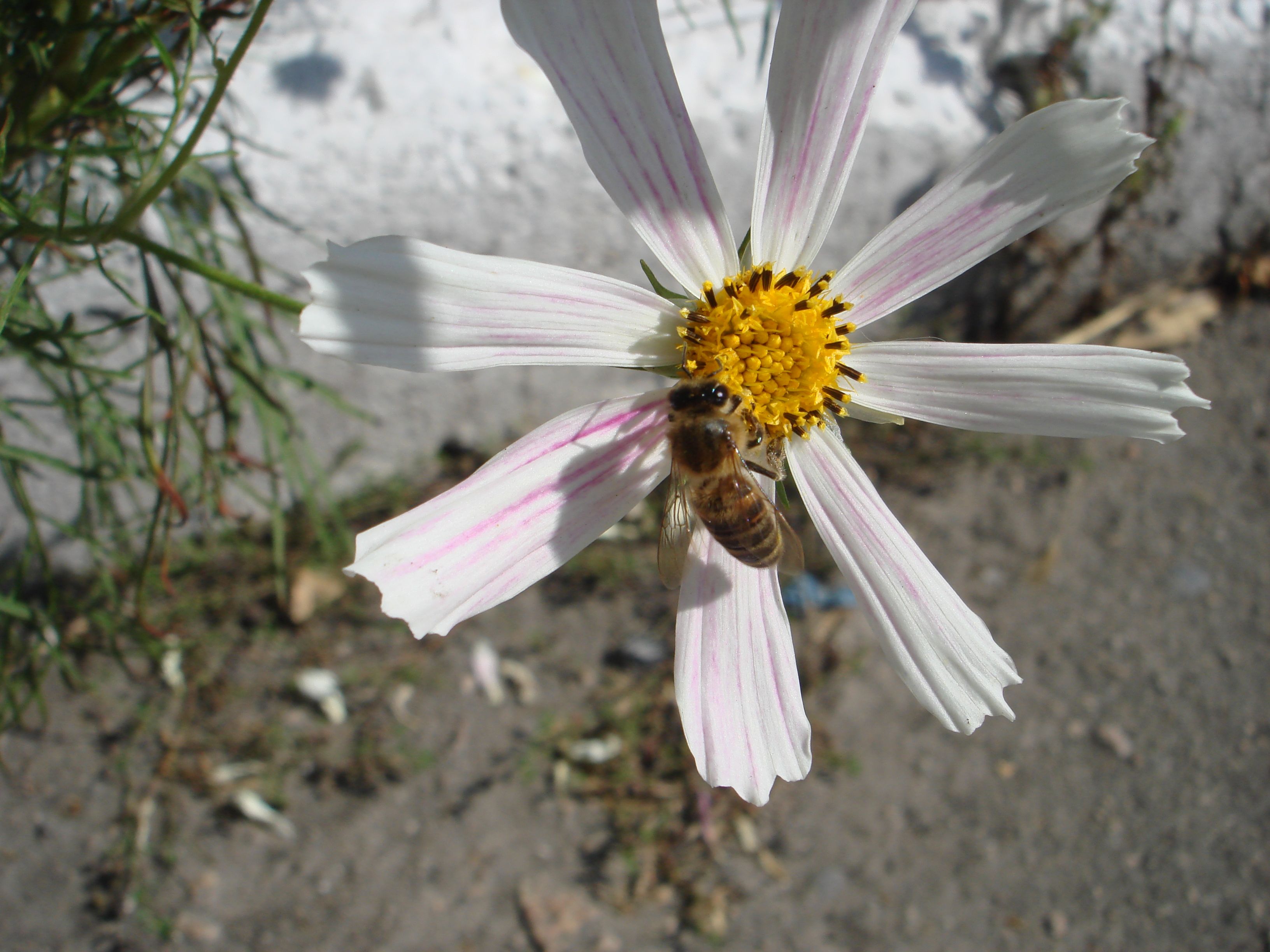 DSC08505.JPG