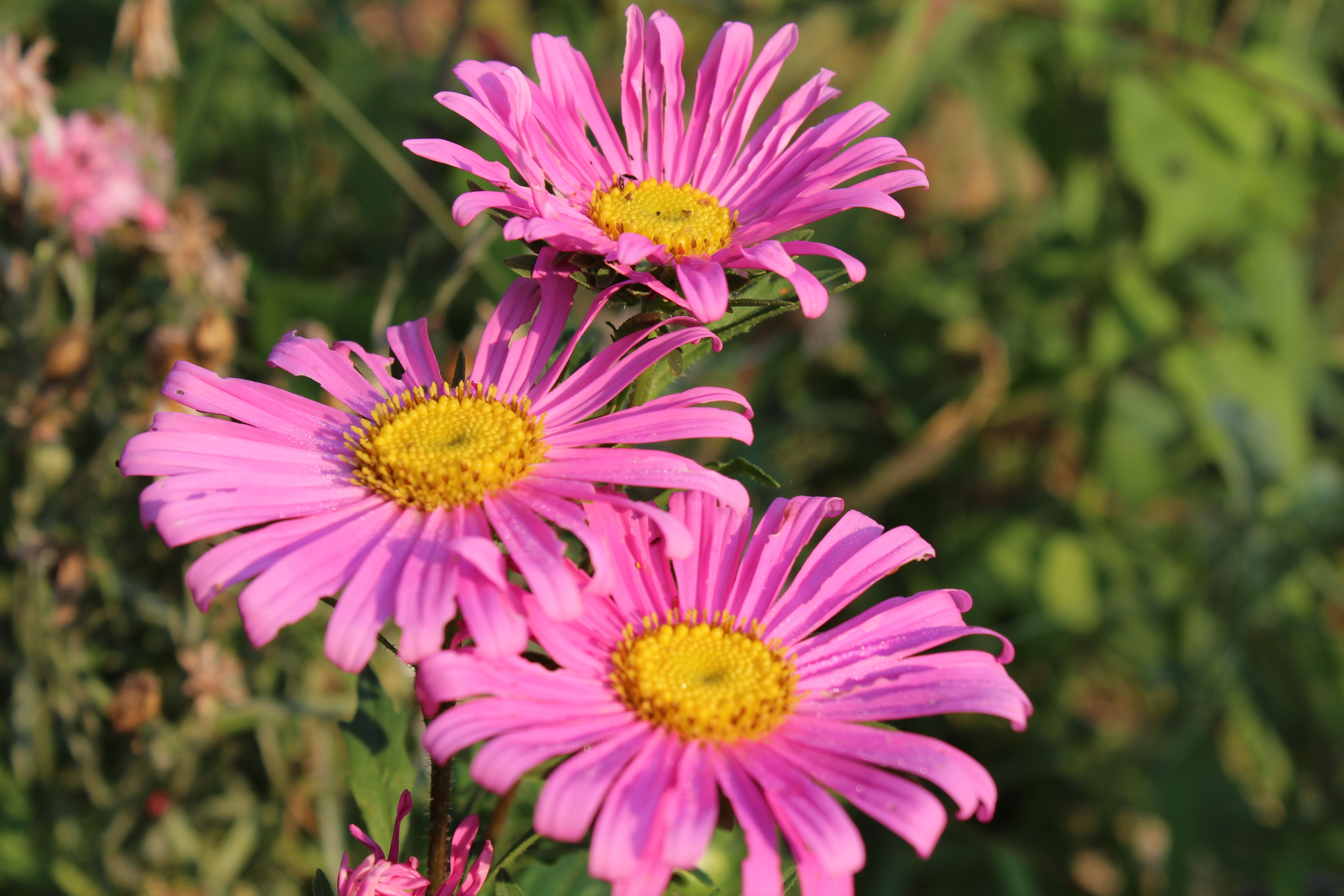 pink flowers 2017-09-03 09.09.14.jpg