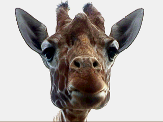 animated-giraffe-image-0079.gif