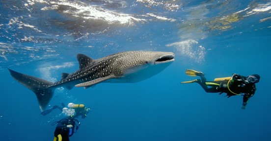 whale shark.jpg