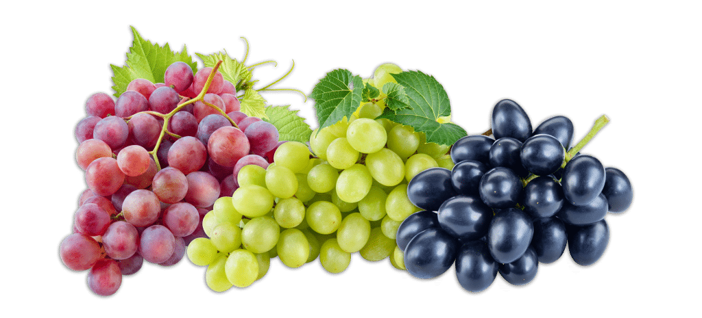 grapes-fruits-png-transparent-images-clipart-icons-pngriver-download-free-Cape-page_strip-1-1024x465.png