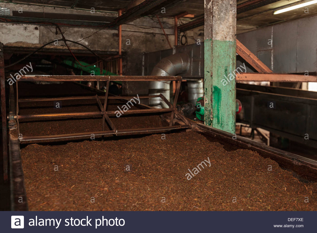 africa-cameroon-buea-tea-leaves-going-through-the-fermentation-process-DEF7XE.jpg