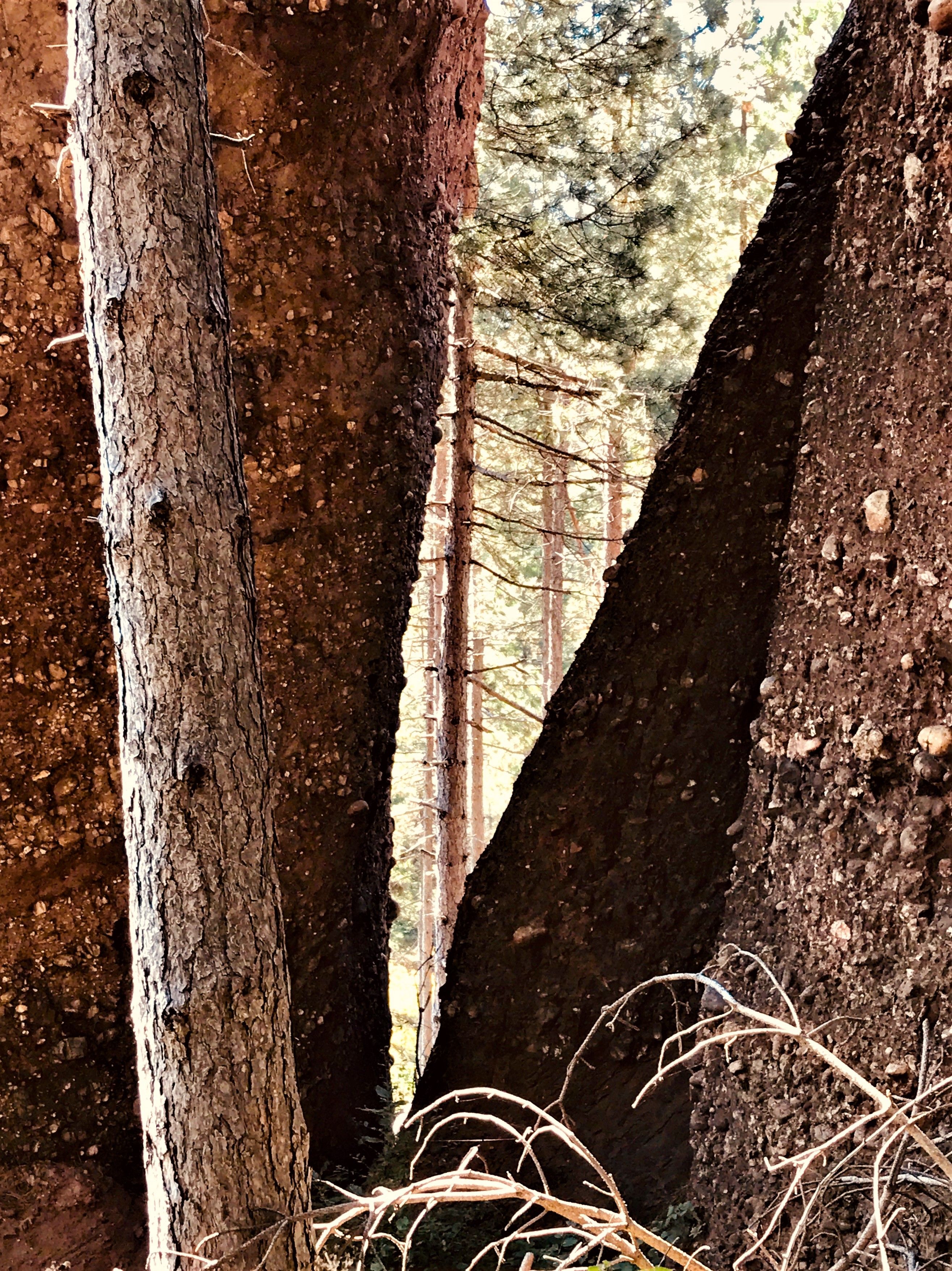 Belogradchik Trees 6 - Extreme Edit.jpg