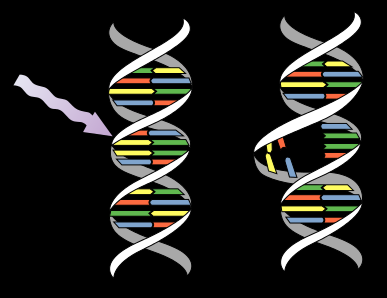 What Are Sources Of Variation For Evolution Example
