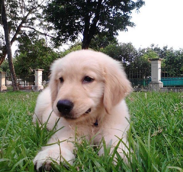 Sebuah Pelajaran Berharga Dari Seekor Anjing Steemit
